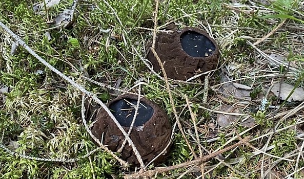 В Ярославле нашли редкий омолаживающий гриб