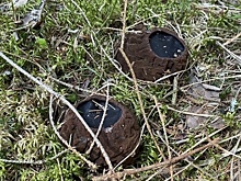 В Ярославле нашли редкий омолаживающий гриб