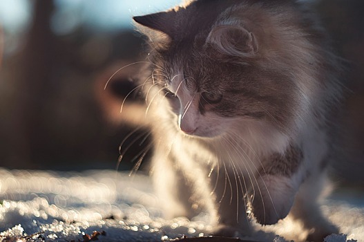 В Омске чудесным образом спасли кота