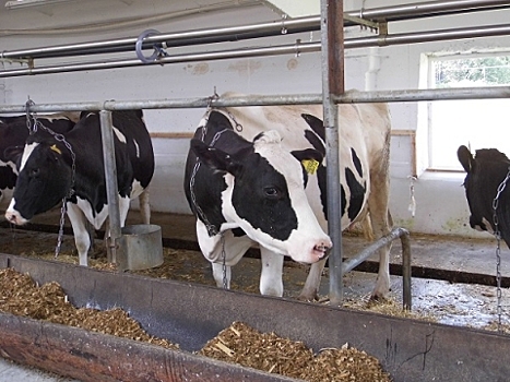 Почти 282 тысячи тонн молока и 69 тысяч тонн мяса произведено в Нижегородской области по итогам первого полугодия 2019 года