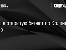 Крысы в открытую бегают по Колпино - видео
