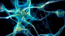 Американские нейробиологи впервые смогли перепрограммировать мозг