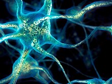 Американские нейробиологи впервые смогли перепрограммировать мозг