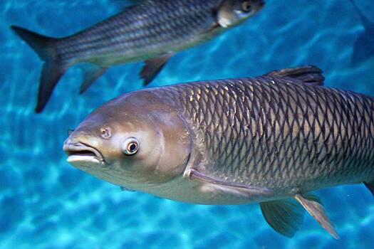 Россиянин удачно сходил на рыбалку и поймал 18-килограммового «мутанта»