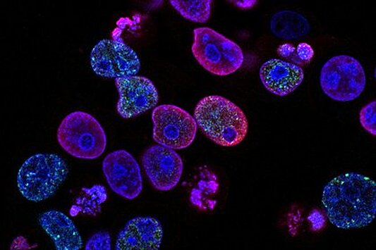 Найден способ омоложения иммунных клеток для борьбы с раком