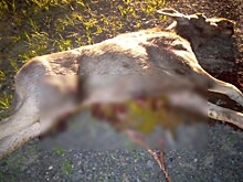 В Рязанской области произошло семь аварий с участием лосей