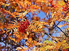 Фестиваль «Золотая осень» стартует на Бескудниковском бульваре