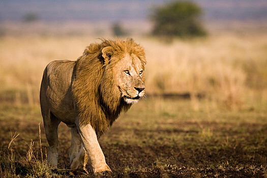 Муравьи в Кении испортили львам охоту на зебр