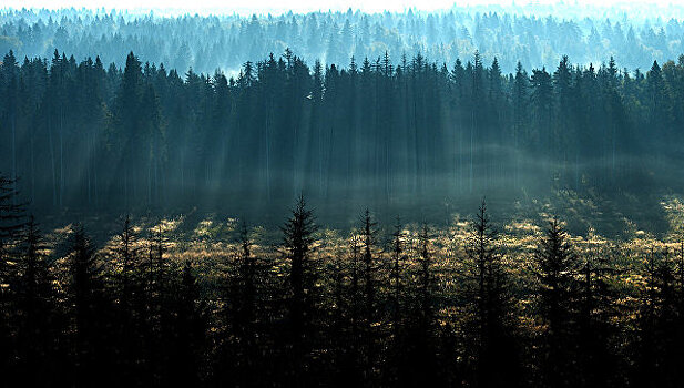 Экологи предложили создать в России "лесной огород" размером с Египет