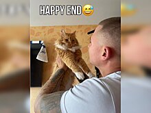 Хозяин кота из Шатуры рассказал, почему животное заперлось в квартире