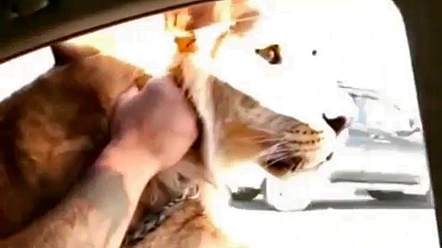 Жители Владивостока сняли на видео «разъезжающего» по городу в машине льва