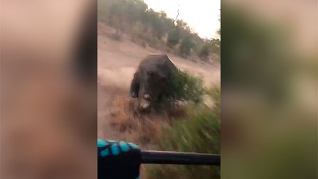 Носорог устроил погоню за туристами: видео опасного преследования