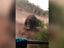 Носорог устроил погоню за туристами: видео опасного преследования