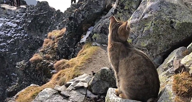 Альпинист обнаружил кота на вершине горы