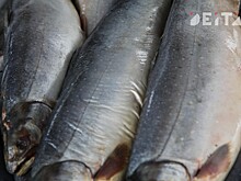 Российская рыба стала доступной в Сингапуре и Испании