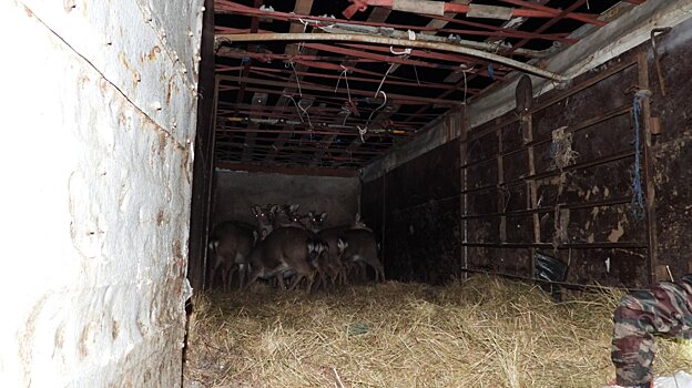 На территорию Шемышейского района выпустили 15 оленей