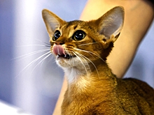 Сколько стоит котенок самой красивой в мире породы