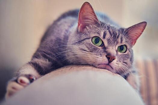 Сидящие на самоизоляции хозяева действительно раздражают своих котов — исследование