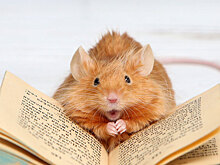 У животных нашли «абстрактное мышление»