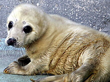 Животные калининградского зоопарка получили от деда Мороза подарки