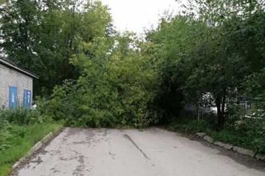 В Перми огромное дерево рухнуло на маршрутный автобус №66