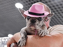 Продать кошку или собаку можно будет только при наличии документа