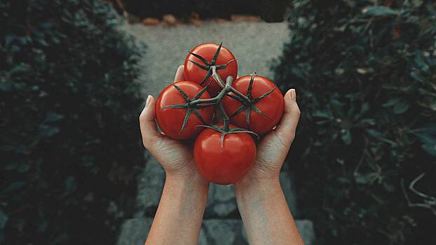 Расти, томат, большой и красный: когда и какие помидоры лучше посадить