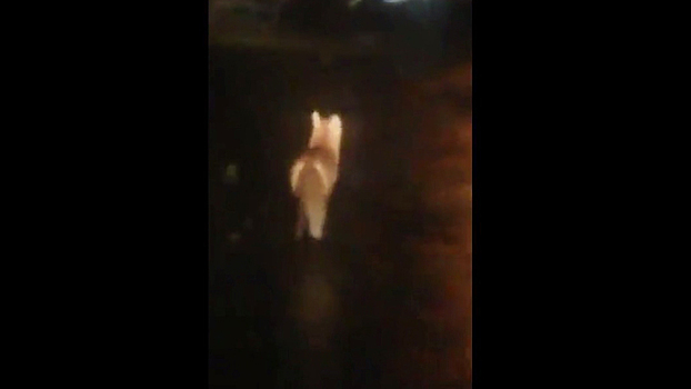 Воронежец снял на видео бегающую по городу лису