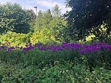 В тренде озеленения – простота и естественность. Как меняются дворы и парки округа?