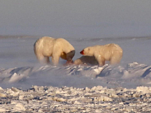 На берегу Карского моря запечатлели обедающих белых медведей