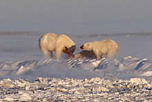 На берегу Карского моря запечатлели обедающих белых медведей