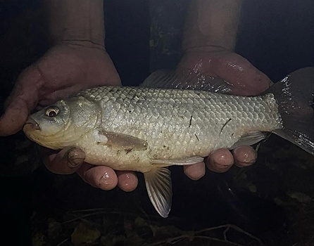 Порыбачить не удалось: костромские полицейские задержали слишком веселого водителя