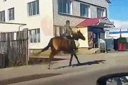В Воронежской области мужчина врезался в автомобиль на лошади