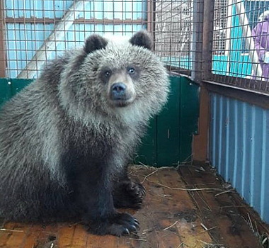 Камчатский медвежонок-сирота прибыл в Калугу