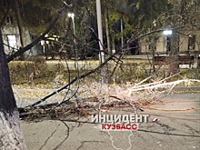Дерево рухнуло на проезжую часть в Кемерове