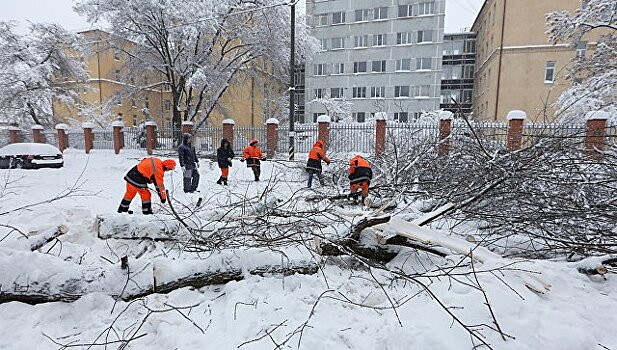 Во время снегопада в Москве деревья рухнули более чем на 210 машин