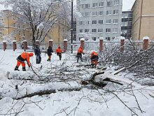 Во время снегопада в Москве деревья рухнули более чем на 210 машин