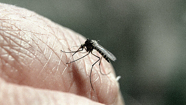 Новый вид грибного комара назвали в честь лидера группы Nightwish