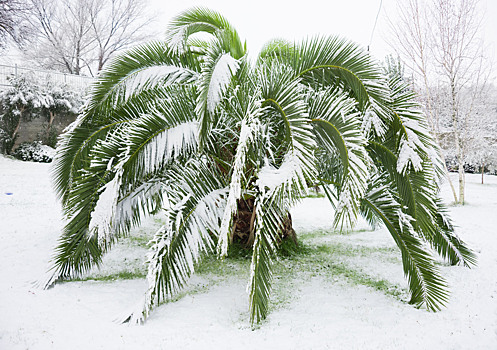 Российские генетики вывели морозоустойчивые пальмы