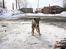 В России хотят создать должность уполномоченного по защите животных