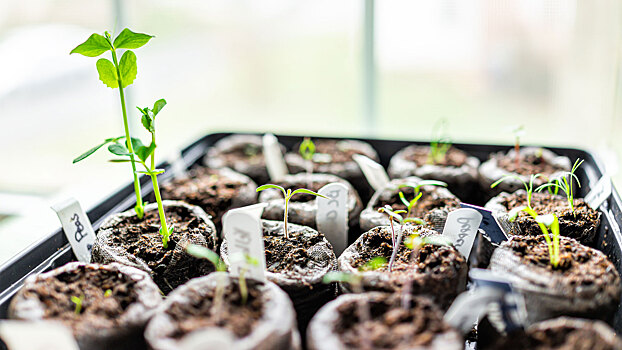 Дачникам подсказали, что обязательно нужно сделать уже сейчас