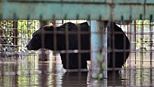 Спасатели вывезли трех медведей из зоопарка в Уссурийске