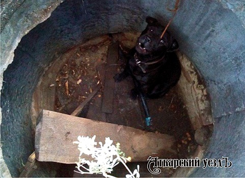 Аткарские спасатели вытащили собаку из колодца
