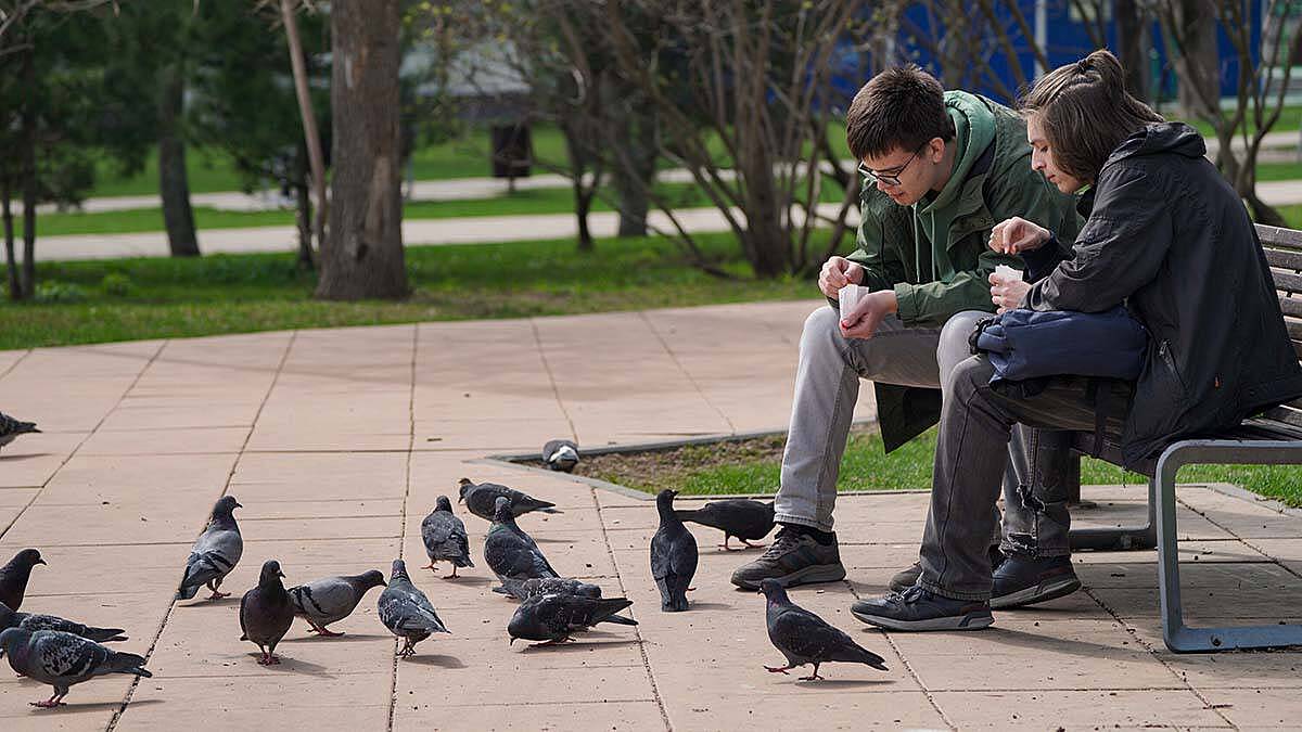Врач рассказал, стоит ли кормить голубей с рук