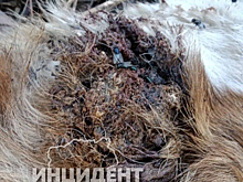 Кемеровчане обнаружили на улице завернутый в ковер труп собаки