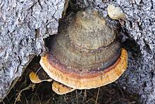 Под Нижним Новгородом обнаружили 800-летний гриб