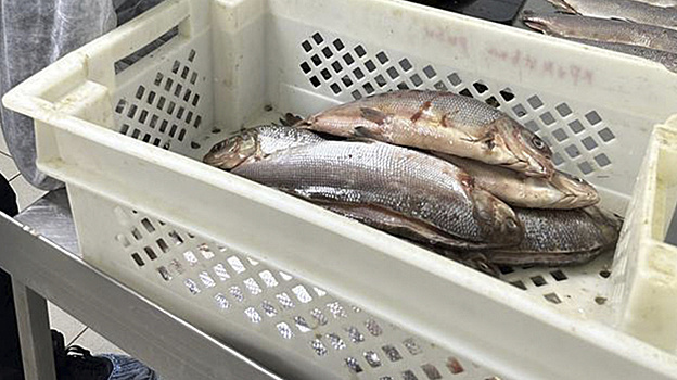 Салехардский комбинат завоевал «Рыбный Оскар»