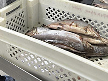 Салехардский комбинат завоевал «Рыбный Оскар»