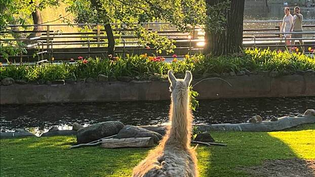 «Любуется»: Московский зоопарк показал наслаждающуюся майским закатом ламу Варю