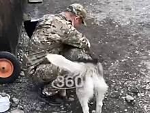 В России пес больше года прождал в аэропорту не выжившего на СВО хозяина